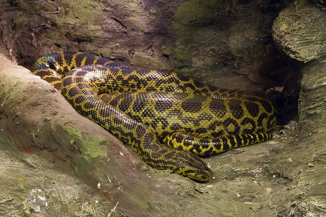 python